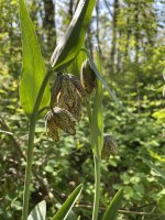 IMG_4507.jpeg