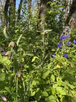 IMG_4510.jpeg