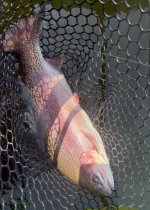 IMG_0637.jpeg