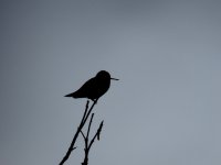 IMG_8847.jpeg IMG_8847.jpeg