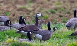 hybrid2025goose292929333.jpg hybrid2025goose292929333.jpg
