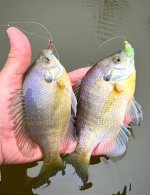 IMG_5958.jpeg