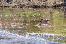 008-Manderin-Duck-050125.jpg