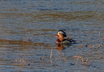 048-Mandarin-Duck-050225.jpg