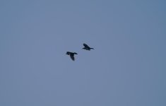 DSC01543.JPG