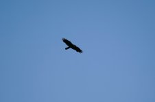 DSC01547.JPG