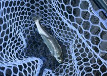 IMG_2733.jpeg