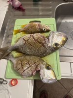 IMG_1990.jpeg IMG_1990.jpeg