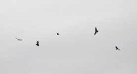 001-BY-Birds-050325.jpg