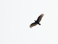 063-BY-Birds-050325.jpg