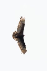 024-BY-Birds-050325.jpg