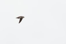 068-BY-Birds-050325.jpg