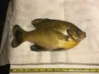 IMG_2082.jpeg