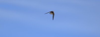 DSC00784.JPG