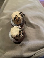 IMG_4541.jpeg IMG_4541.jpeg