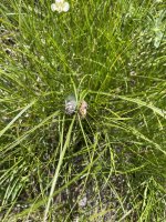 IMG_3526.jpeg