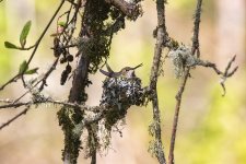 A01aRufousHummingbirdFemaleIncubatingEggs9781.jpg