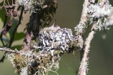 A01bRufousHummingbirdNest0753.jpg