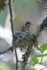 A02RufousHummingbirdFemaleAtNest0768.jpg