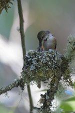 A03RufousHummingbirdFemaleFeedingChicks0761.jpg