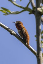 A04RufousHummingbirdMale0785.jpg