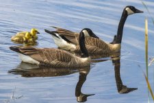 B05CanadaGeeseWGoslings0912.jpg