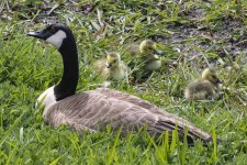 B06CanadaGooseWGoslings0913.jpg