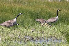 B07CanadaGeese2PairsWGoslings0799.jpg