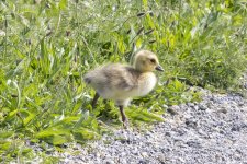 B08CanadaGooseGosling0901.jpg