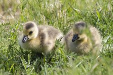 B09CanadaGooseGoslings0892.jpg