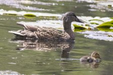 C10MallardHen&Duckling1044.jpg