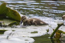 C11MallardDuckling0945.jpg