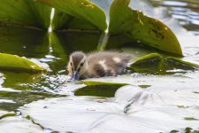 C12MallardDuckling0946.jpg