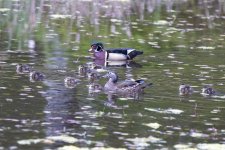 D13WoodDuckFamily1003.jpg