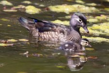 D14WoodDuckHen&Duckling1026.jpg