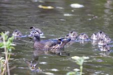 D15WoodDuckHenWDucklings0986.jpg