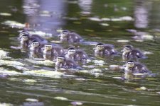 D16WoodDuckDucklings0999.jpg