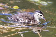 D17WoodDuckDuckling1070.jpg