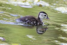 D18WoodDuckDucklinig1058.jpg