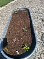 peppers.jpg