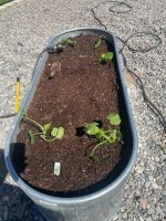 pumpkins-zucinni.jpg