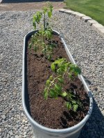 tomatoes.jpg