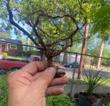 IMG_7285.jpeg