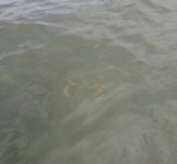 IMG_2216.jpeg