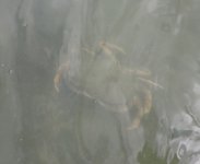 IMG_2227.jpeg