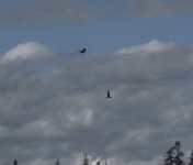 IMG_2249.jpeg
