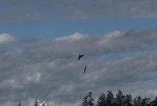 IMG_2251.jpeg