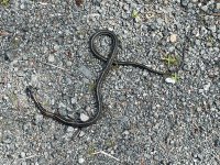 IMG_8811.jpeg