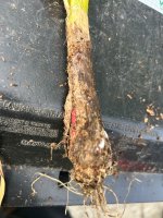 IMG_1343.jpeg IMG_1343.jpeg