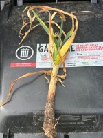 IMG_1341.jpeg IMG_1341.jpeg
